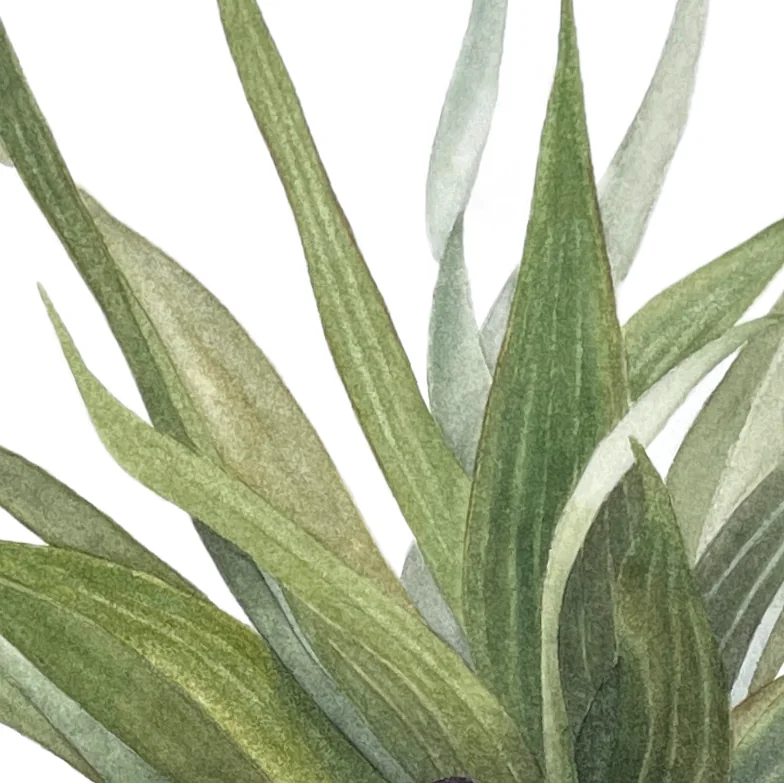 Detail 2 from Fritillaria Imperialis