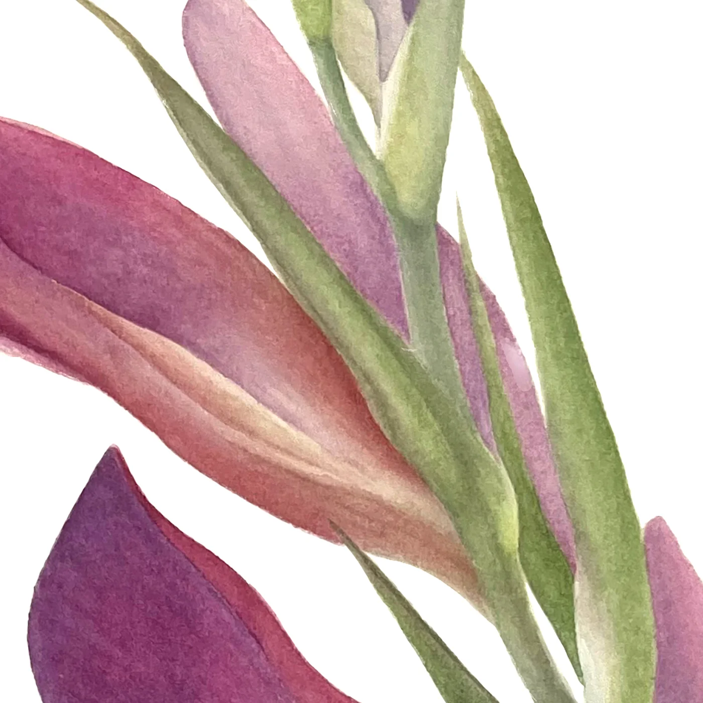 Detail 2 from Gladiolus Italicus