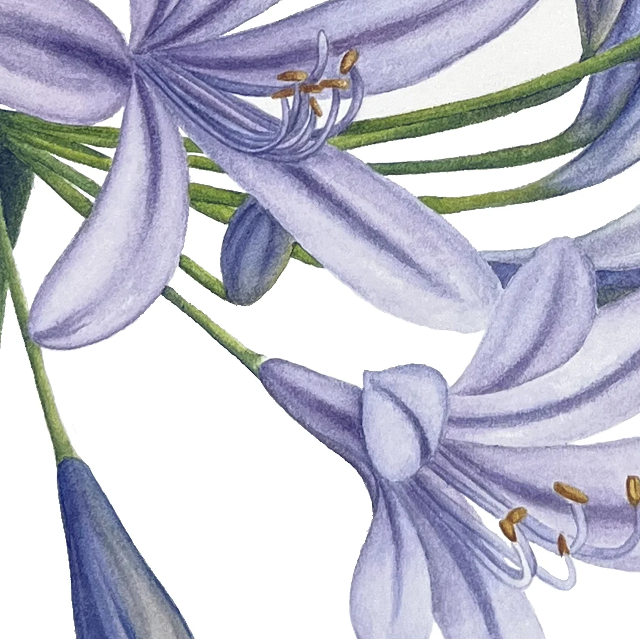Detail 2 from Lily of the Nile in Bloom