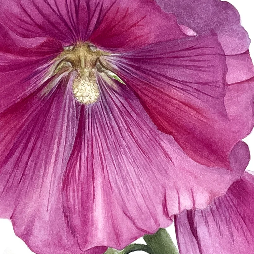 Detail 1 from Mallow in Bloom