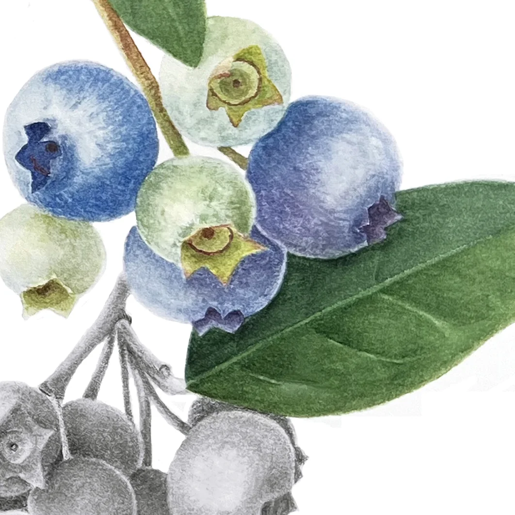 Detail 2 from Rainbow Harvest