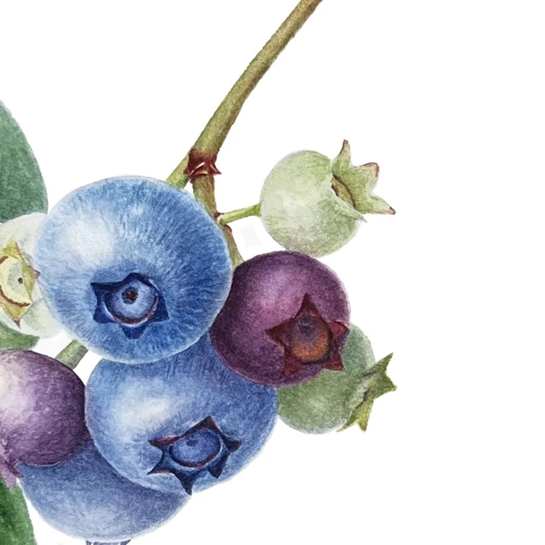 Detail 3 from Rainbow Harvest