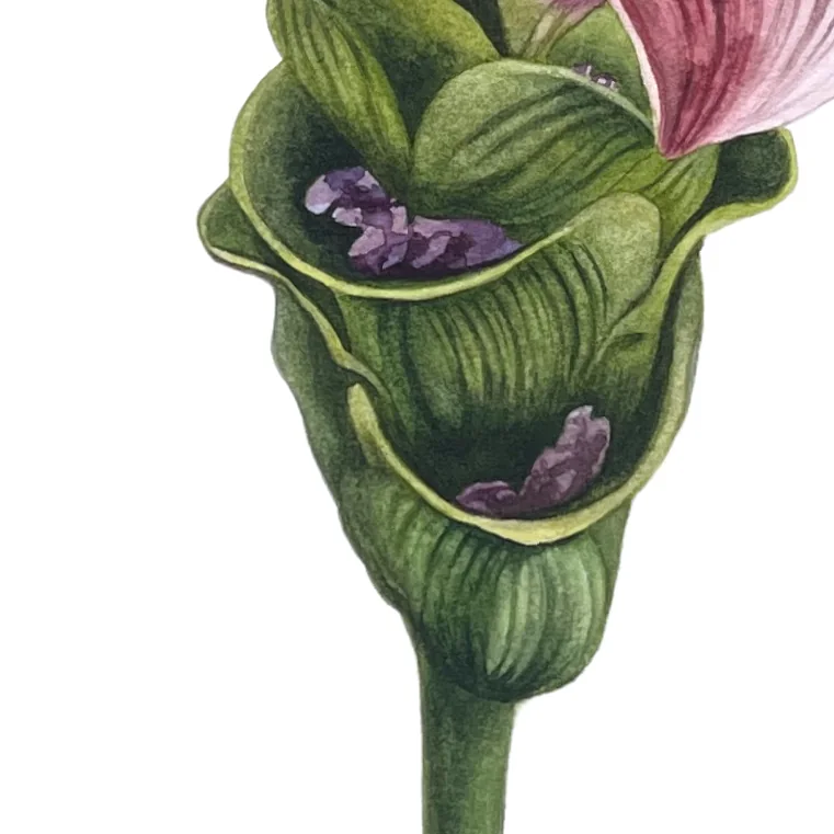 Detail 3 from Turmeric Flower in Bloom