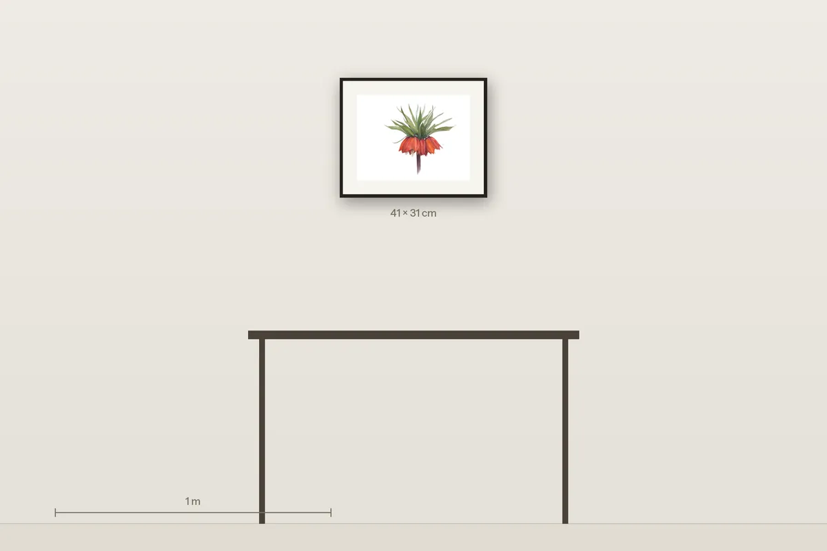 Fritillaria Imperialis shown to scale above a 120 cm console